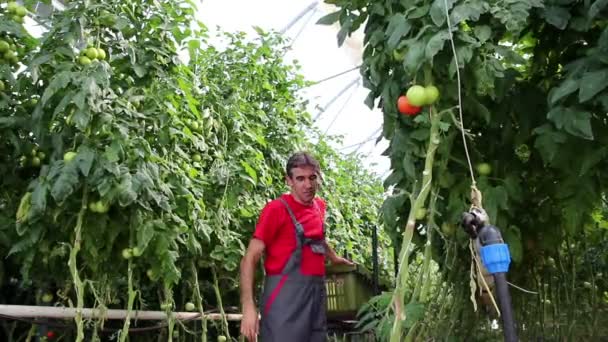 Фермер собирает помидоры в коммерческой теплице — стоковое видео