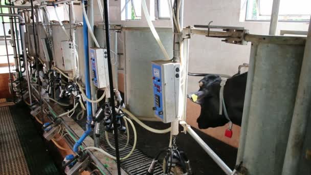 Vacas lecheras en la sala de ordeño automatizada — Vídeo de stock