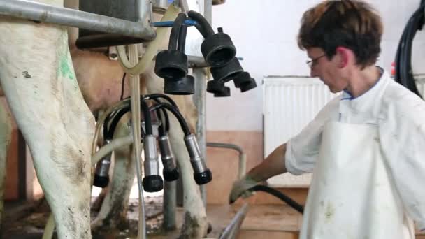 Kvinnliga lantarbetare vid mjölkning parlor — Stockvideo