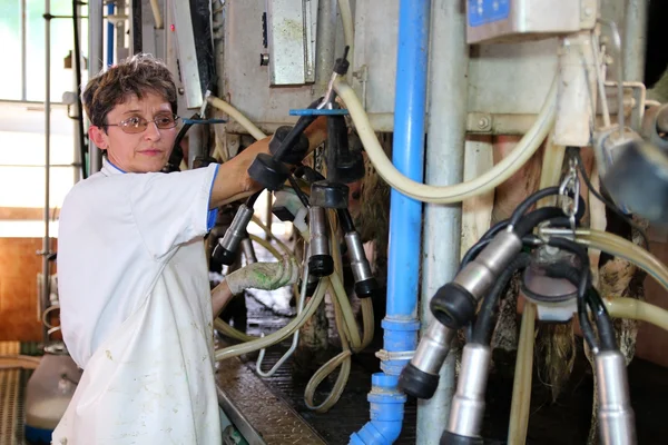 Жінка доїння корів - молочній фермі — стокове фото