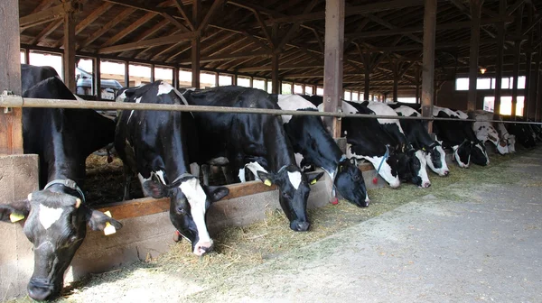 Dairy Cows — Stock Photo, Image