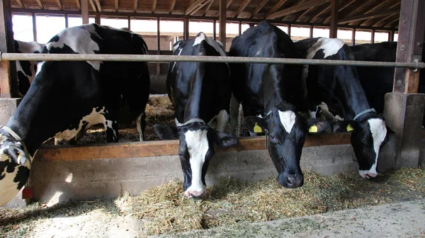 Cows Feeding Time — Stock Photo, Image