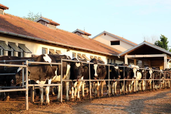 Granja lechera y vacas lecheras — Foto de Stock