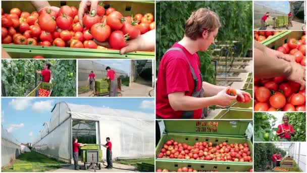 Commercial Greenhouse - Collage — Stock Video