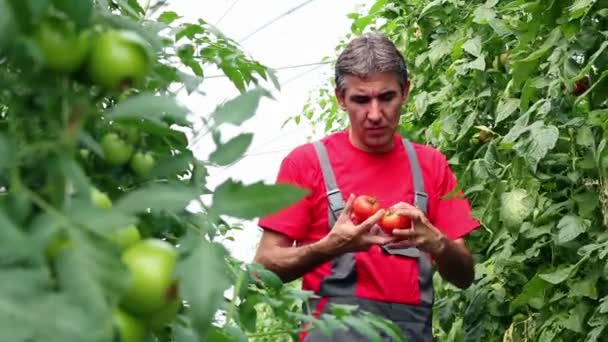 Agricultor orgânico em estufa — Vídeo de Stock