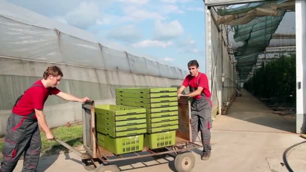 Trabajo en invernadero comercial — Vídeo de stock