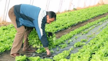 Komuta sizde marul dikim