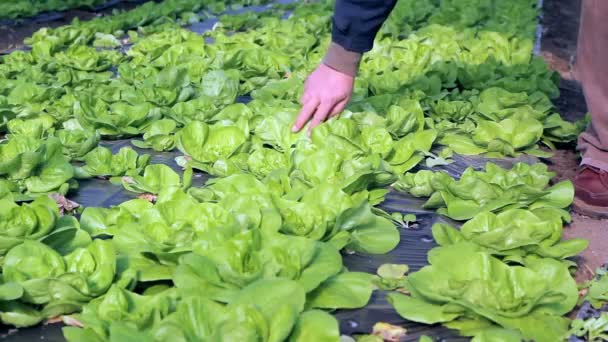 Lechuga cultivada en invernadero — Vídeo de stock