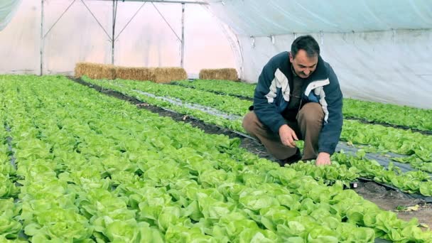 Agricultor em Estufa — Vídeo de Stock