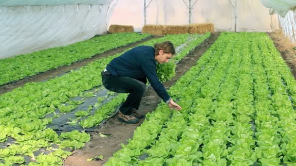 Cieplarnianych roślinne grower — Wideo stockowe