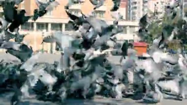 Güvercin Şehir Meydanı