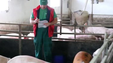 Domuzlar sayım sırasında çiftçi