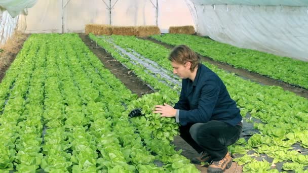 Joven agricultor en invernadero — Vídeo de stock