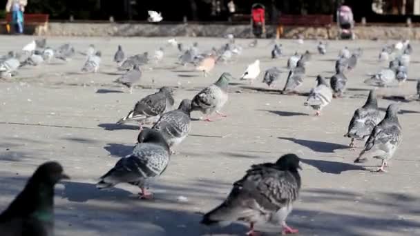 Pigeons at city square — Stock Video