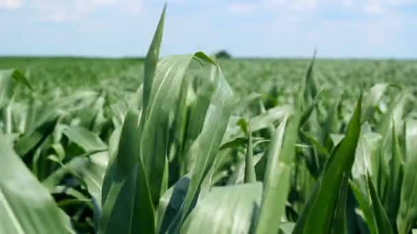 Campo de maíz en verano — Vídeo de stock