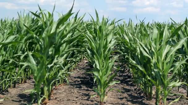 Verano Cornfield — Vídeos de Stock