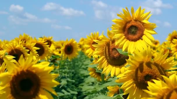 Inside Of A Sunflower Field — Stock Video