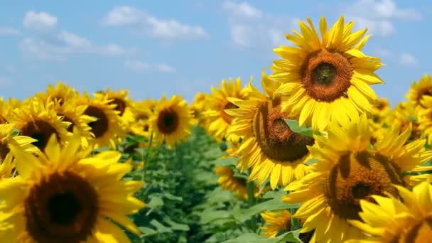 All'interno di un campo di girasole — Video Stock