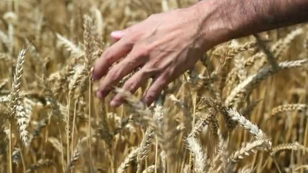 Ruka se dotýká pšenice — Stock video