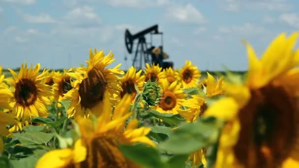 Olieveld pomp jack in zonnebloemen — Stockvideo
