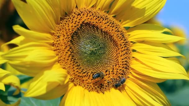 Miel de abejas en un girasol — Vídeos de Stock