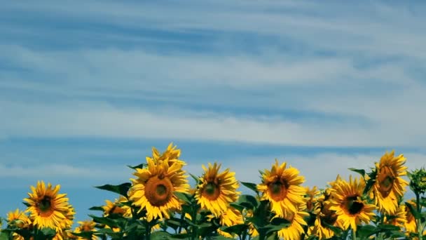 Girasoles contra el cielo azul — Vídeo de stock