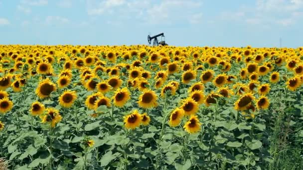 Dancing Sunflowers — Stock Video