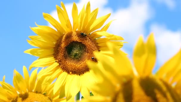 Good Morning Sunflower — Stock Video