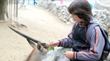 Çocuk besleme Eland antilop