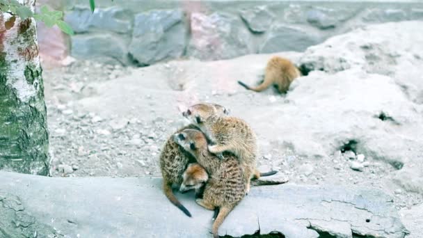 Meerkat familie samen aan het warmrijden — Stockvideo