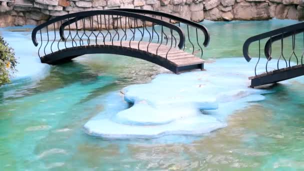 Sigilii înot în grădina zoologică — Videoclip de stoc