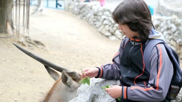 小男孩喂养伊兰羚羊 — 图库视频影像