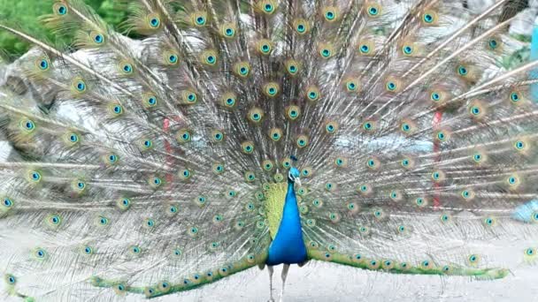 Pavo real con plumas en la cola — Vídeo de stock