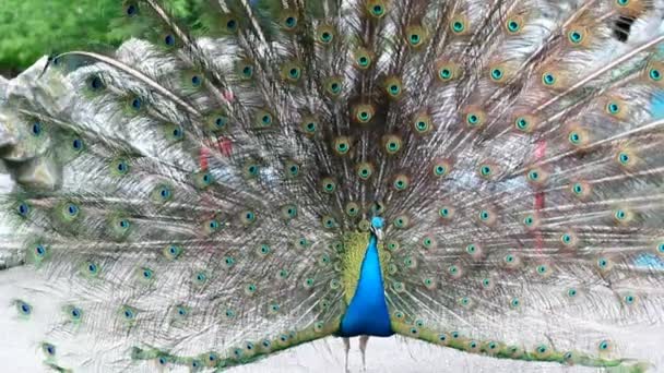 Peacock displaying tail feathers — Stock Video