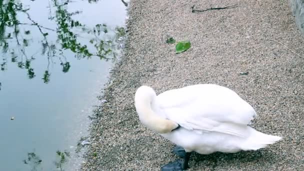 Swan cleaning feathers — Stock Video
