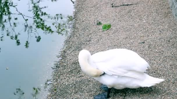 Penas de limpeza de cisne — Vídeo de Stock