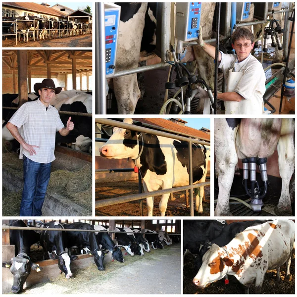 Молочна ферма Колаж — стокове фото