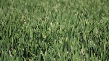 Green Wheat Swaying in the Breeze
