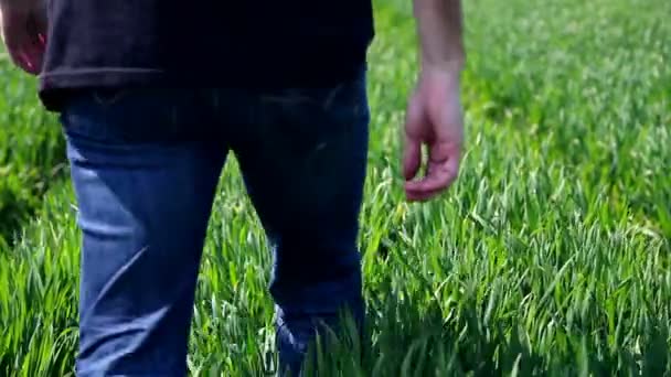 Man lopen door een groene tarweveld — Stockvideo