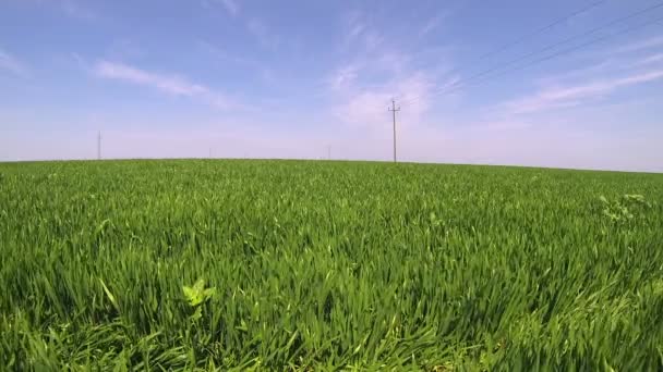 Campo de trigo verde en un claro día de primavera — Vídeos de Stock