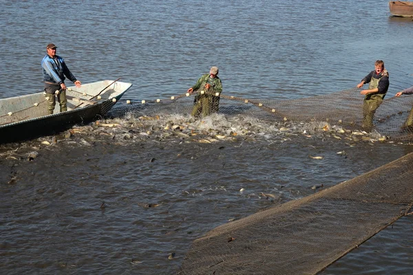 Fiskare dra i nät fylld med fisk — Stockfoto