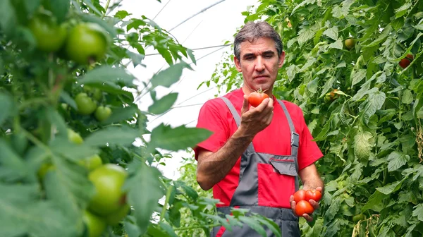 Cultivador de verduras en invernadero — Foto de Stock