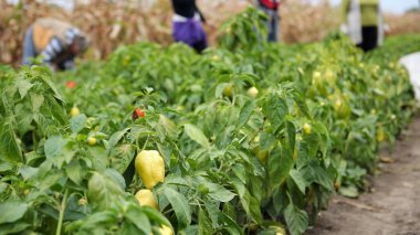 Female Workers Picking Peppers