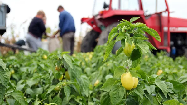 Trabalhadores de campo Colheita Amarelo Bell Pepper — Fotografia de Stock