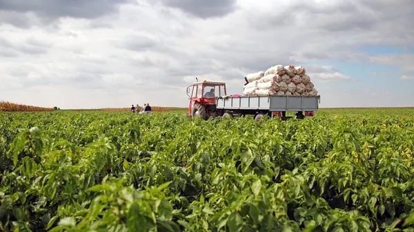 Field Workers in a Pepper Field — Stock Photo, Image