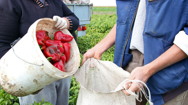 Fresh Red Pepper Harvest