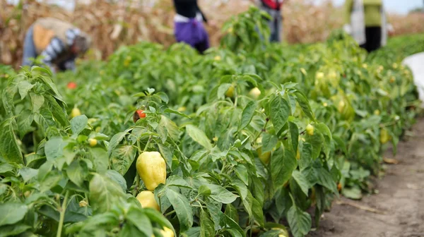 Arbeiterinnen, die Paprika pflücken — Stockfoto