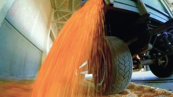 Vykládka Kukuřičného Zrna Tažného Přívěsu Zásobníku Obilí Ethanol Production Facility — Stock video