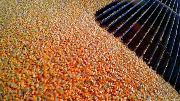 Погрузка Кукурузного Зерна Лифт Заводе Переработке Кукурузного Этанола Урожай Кукурузы — стоковое видео