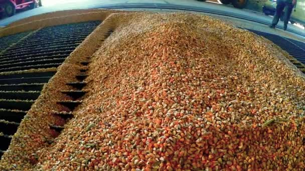 Cargando Maíz Silo Instalación Producción Etanol Recibiendo Maíz Agricultores Del — Vídeo de stock